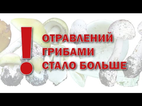 Видео: Отравлений грибами стало больше. Михаил Вишневский