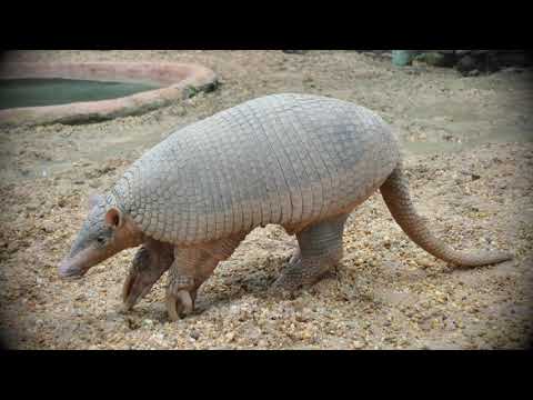 Видео: Знай більше цікавих фактів про гігантських тварин
