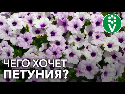 Видео: Подкормите петунию так и ПЫШНОЕ ЦВЕТЕНИЕ обеспечено!