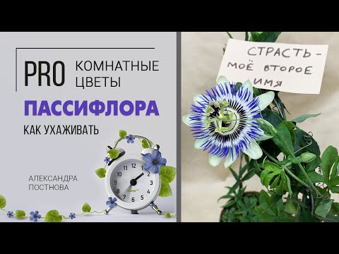 Видео: Как подружиться с пассифлорой | Цветок страсти в вашем доме | Страстоцвет