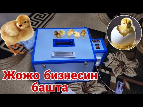 Видео: 0995 25 25 95 Инкубатор менен бизнес баштоо жолдору