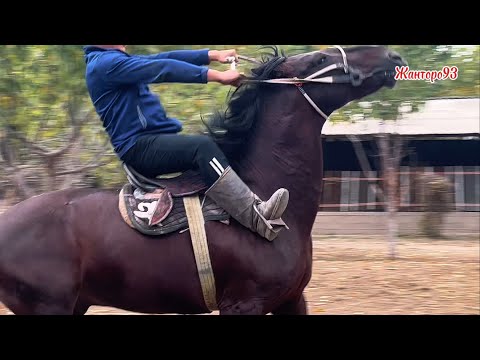 Видео: Чон Жыйындын Аты +996-773-16-39-33.  28 октября 2025 г.