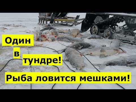 Видео: Рыба ловится мешками!
