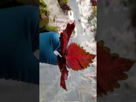 Видео: Получила срезы колеусов, новинки в моей коллекции!