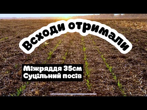 Видео: Три колеса за один день😔я наступний😂пройшли дощики,отримали всходи пшениці👌