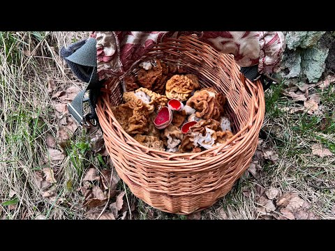 Видео: 17.04.23 открытие подмосковного грибного сезона. Лёгкий способ обработать строчки и сморчки.