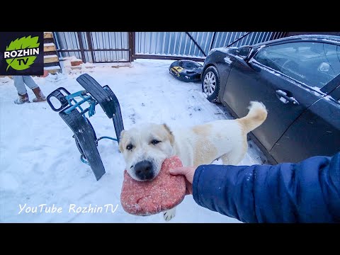 Видео: Усиленная подготовка к Новому Году