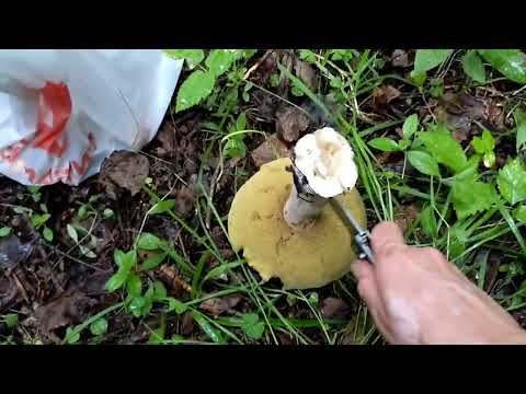 Видео: Вечером  за грибами 🍄‍🟫