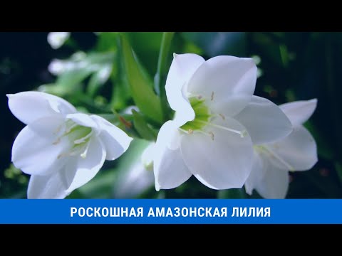 Видео: Роскошная амазонская лилия (эухарис) уход в домашних условиях