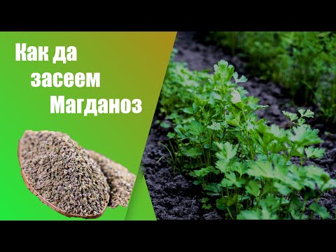 Видео: Как да засеем магданоз - стъпка по стъпка.