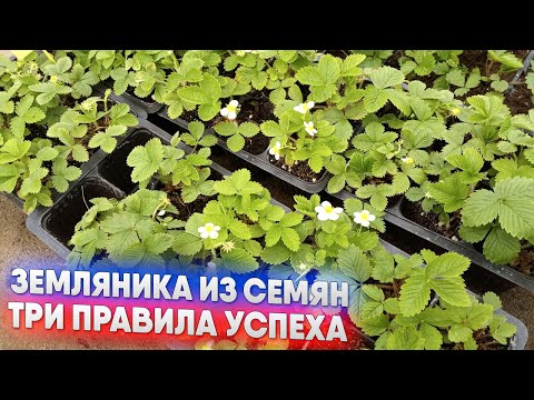 Видео: Земляника из семян   три правила успеха