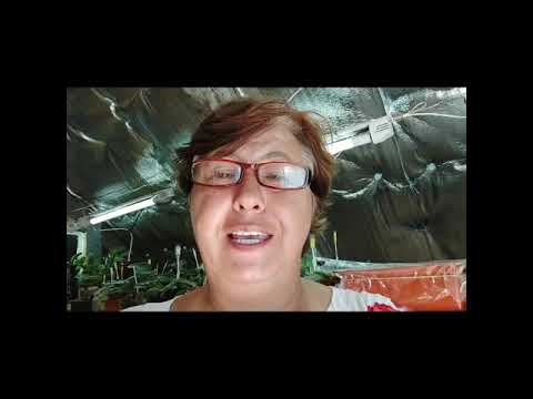 Видео: Обзор стеллажей в конце июля. Как пострадала коллекция от жары.