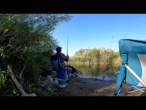 Видео: ПОПЛАВОК  не УСПЕВАЕТ ПАДАТЬ  и СРАЗУ ПОКЛЁВКИ ! КАРАСЬ , САЗАН, ВОБЛА! Рыбалка на поплавок!