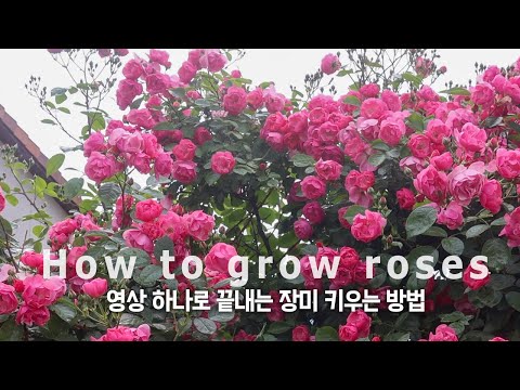 Видео: 4 советы для выращивания роз 🌹