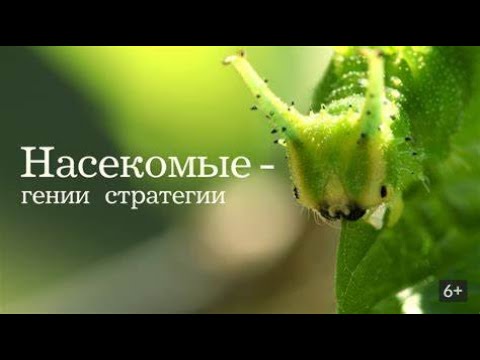 Видео: ПРО МИР НАСЕКОМЫХ, НАПОМИНАЮЩИХ ПРО МИР ЛЮДЕЙ! Насекомые - гении стратегии.Фильмы для всей семьи