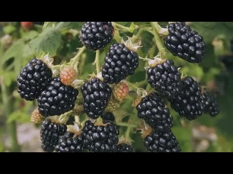 Видео: 25-10-2025 г. Желающие заняться выращиванием ягод могут воспользоваться программой поддержки.