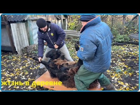 Видео: ПРИШЛО ВРЕМЯ ДОВОДИТЬ ДО УМА, И ОНО ТОГО СТОИТ, ЖИЗНЬ В ДЕРЕВНЕ