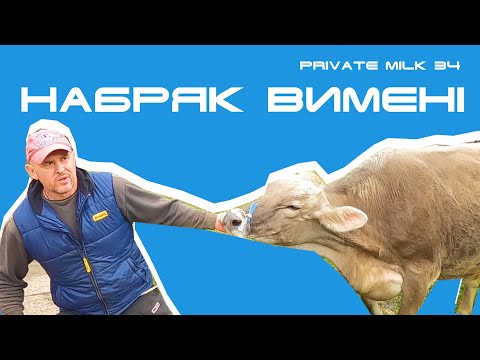 Видео: Набряк вимені у корів. Метод лікування | Private Milk | Травецький