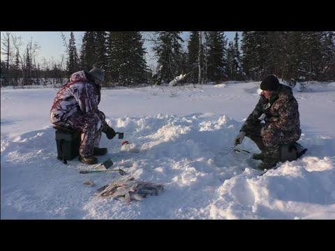 Видео: Бешеный клёв на ручье рыба сносит удочки в лунку.! ЭТО БАРСУКИ.! ТАЙГА. Зимняя рыбалка 2024 г.