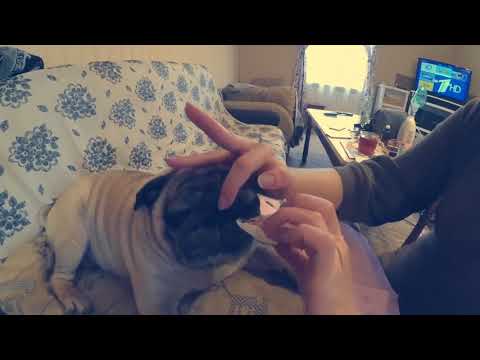 Видео: Как ухаживать за мопсом, стрижка ногтей.