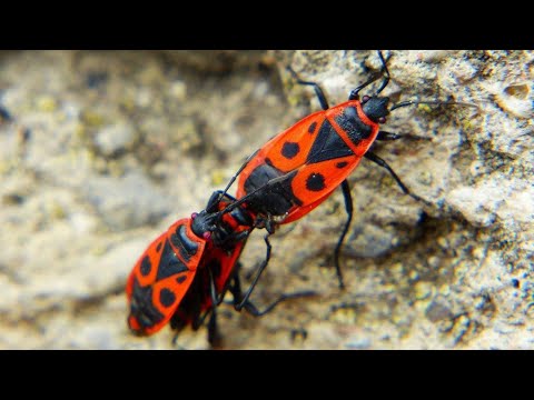 Видео: КЛОП СОЛДАТИК - предвестник весны и любитель садовых культур! Интересное о клопах солдатиках!