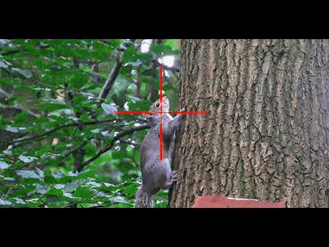 Видео: ОХОТА НА БЕЛКУ с патронами 22LR и экспансивными пулями