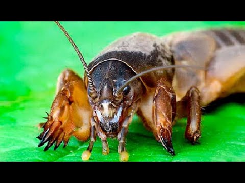 Видео: БОРЬБА С МЕДВЕДКОЙ.  Два проверенных способа