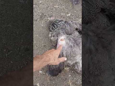 Видео: Подеж курицы