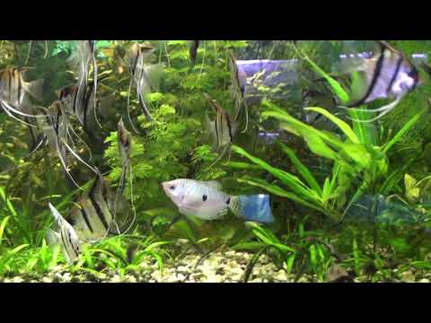 Видео: Запуск аквариума с донным фильтром.