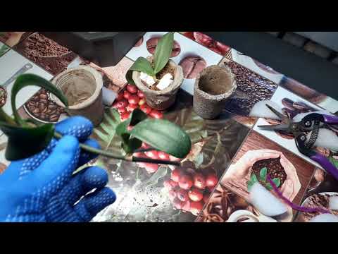 Видео: Как посадить детку орхидей без корней