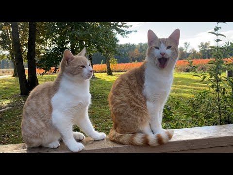 Видео: #ASMR КРАСОТА ОСЕННЕЙ ДЕРЕВНИ! Живые звуки. ДОМ В ЛЕСУ. 