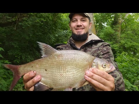 Видео: Рыбалка на донки. Ловля крупного леща. Лещ на донки КРОКОДИЛ. Первый и сразу КРУПНЫЙ