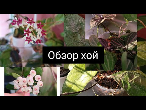 Видео: Обзор хой