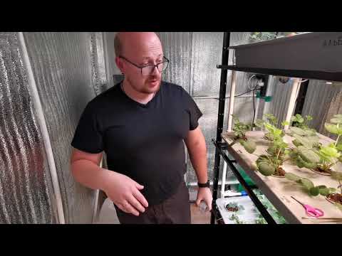 Видео: Клубника на аэропонике. Первые ягоды. Дегустация.