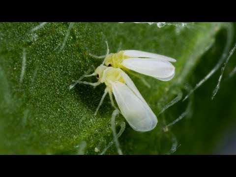Видео: КОНСУЛЬТАНТ САДОВОДА 119