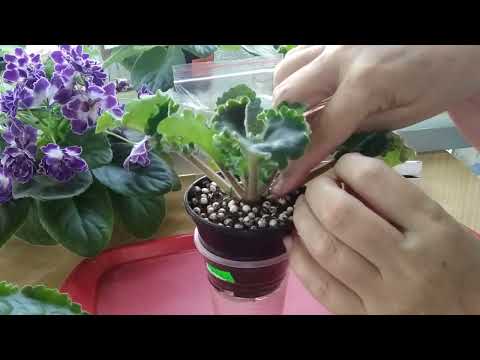 Видео: Омоложение фиалки. ЧТО ЭТО ТАКОЕ?