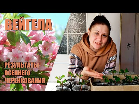 Видео: Вейгела. Результаты осеннего черенкования, уход и выращивание