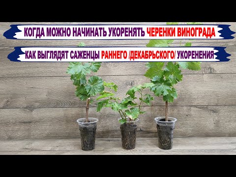 Видео: 🍇 КОГДА можно НАЧИНАТЬ УКОРЕНЯТЬ черенки винограда. Результаты ХИТРОГО, ДЕКАБРЬСКОГО укоренения