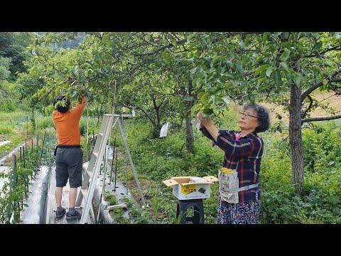 Видео: Мешки с арбузом, дыней, персиками и грушами, лето в корейской деревне