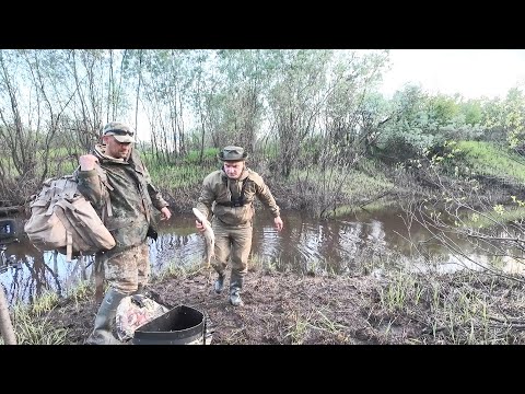 Видео: ВЕДРО ЩУКИ С РУЧЬЯ. РЫБАЛКА НА СПИННИНГ С ВАСИЛЬЕВИЧЕМ. РЫБА СПУСКАЕТСЯ ПО РУЧЬЯМ.