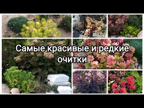 Видео: Самые красивые и редкие очитки!