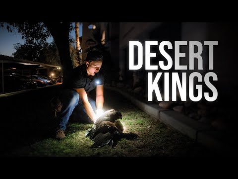 Видео: Самый эффективный метод уничтожения голубей | PARAGRAPHIC