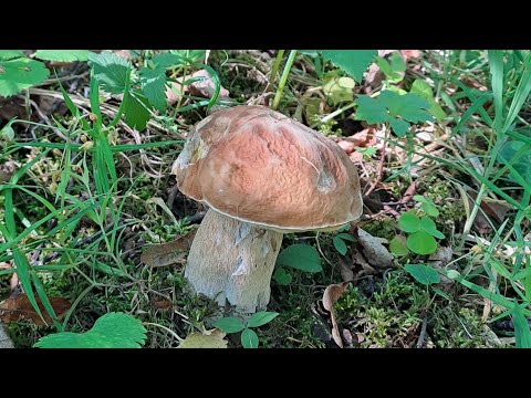 Видео: ЗА ГРИБАМИ.