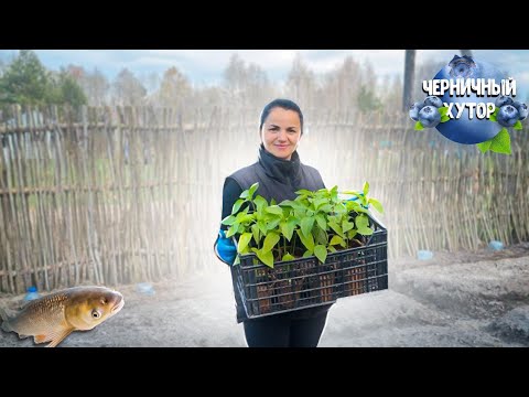 Видео: Отличный день на хуторе. Уже высаживаем помидоры и перцы на огород.Кошки заставляют идти на рыбалку.