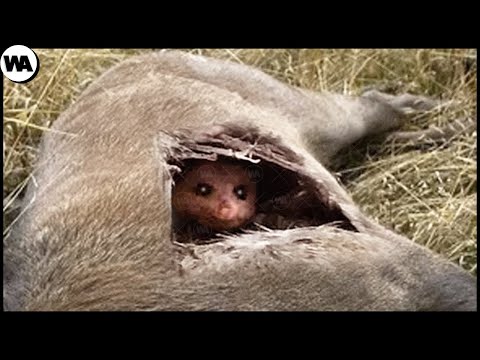 Видео: Никто Не Ожидал Увидеть Это Внутри Оленя