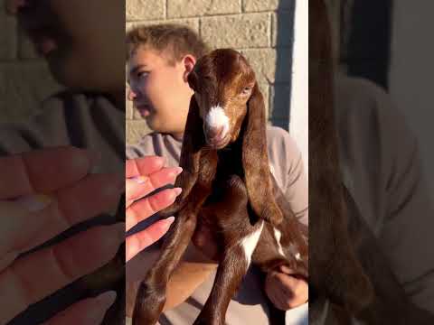 Видео: Козлик Камори Джекпот.