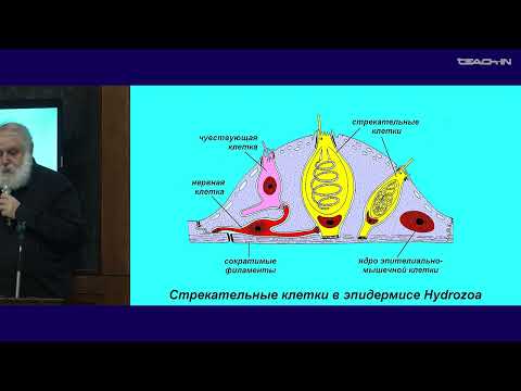 Видео: Малахов В.В. - Зоология беспозвоночных - 8. Тип Cnidaria (Стрекающие). Подтип Anthozoa