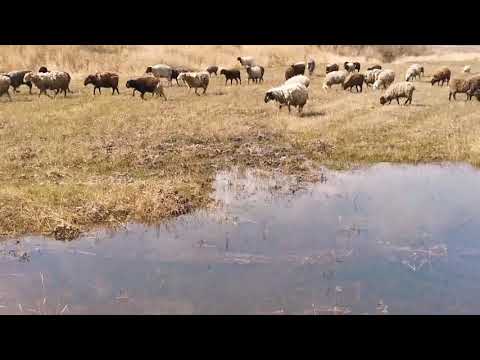 Видео: УТРО ЧАБАНА.