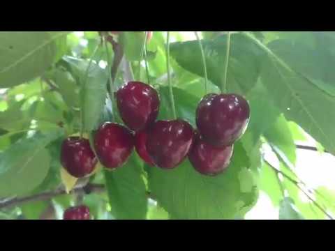 Видео: Черешня Кордия (Аттика) /Cherry Cordia/. Отзыв и видео от питомника Макси Сад.