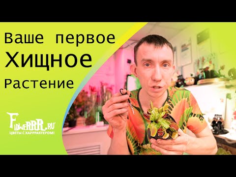 Видео: Ваше первое хищное растение! Распаковка и первые шаги.